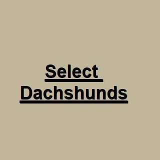 Select Dachshunds