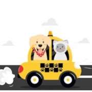 Groom Room: Pet Taxi & Grooming in Abu Dhabi