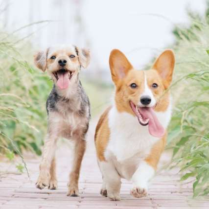 8 Benefits of Having a Pet: Why Owning a Pet is Good for You