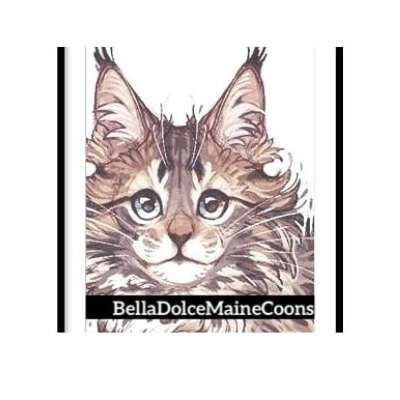 Bella Dolce Maine Coon Cattery